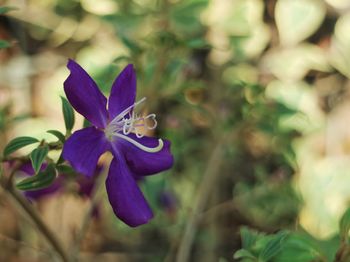 Close-up of purple flowering plant