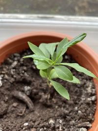 Close-up of small plant