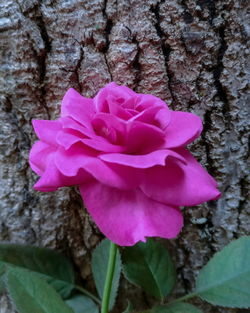 Close-up of pink rose flower