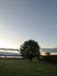 Scenic view of grassy field against clear sky