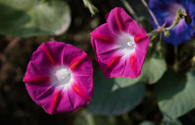 Close-up of pink flowering plant