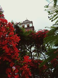 Low angle view of red flowering plant against building