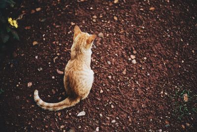 Close-up of ginger cat sitting outdoors