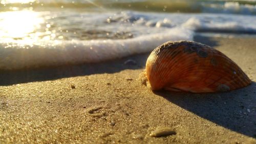 Close-up of crab on sand at beach