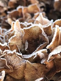 Close-up of frozen dry leaves during winter