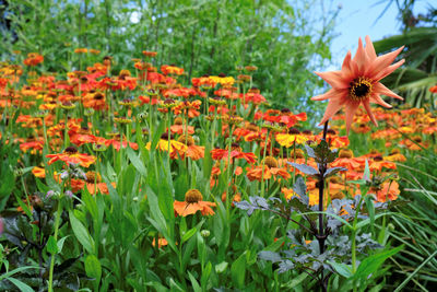 Close-up of orange flowers blooming in park