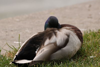 Close-up of duck resting on field