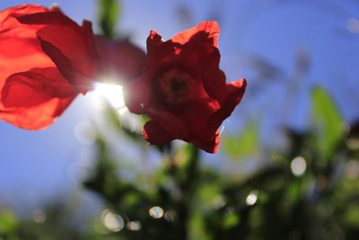 Close-up of red rose