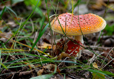 Close-up of fly agaric mushroom on field