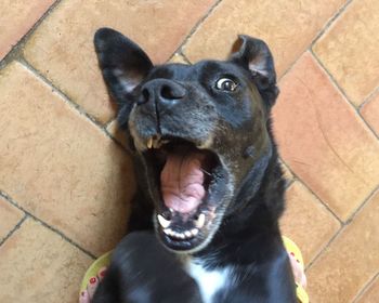 Close-up of dog barking