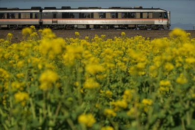 Close-up of yellow flowering plants on field