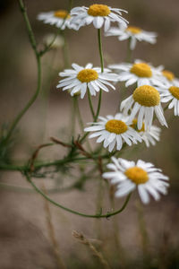 Close-up of white flowers blooming outdoors