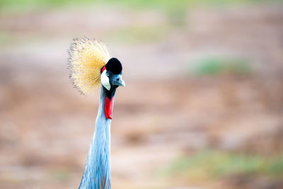 Close-up of a bird