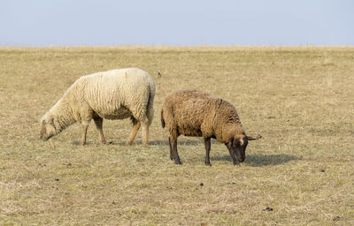 Sheep grazing in field