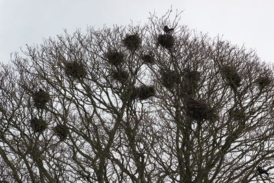 Low angle view of bird perching on tree against sky