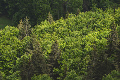 High angle view of trees in forest