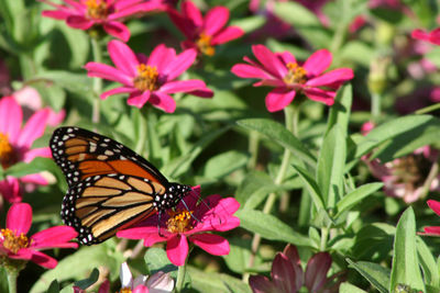 Close-up of butterfly pollinating on pink flower