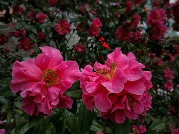 Close-up of pink flower