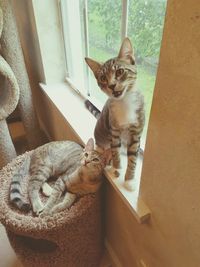 Cat sitting on window at home