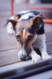 Close-up portrait of dog