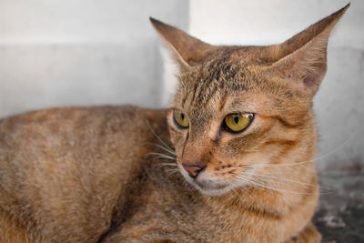 Close-up portrait of a cat looking away