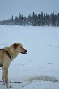 Dog looking away on snow covered land