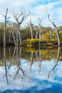 Reflection of trees in lake against sky