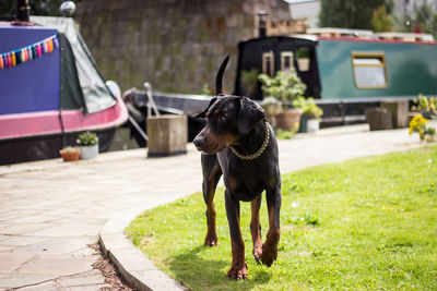 Dog standing on grass