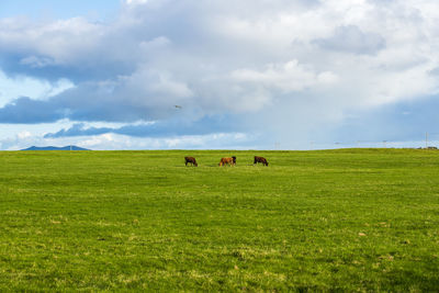 Horses in a field