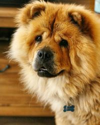 Close-up portrait of dog