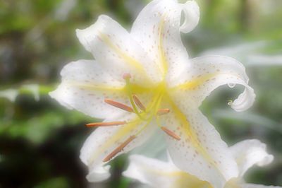 Close-up of white flowers blooming outdoors