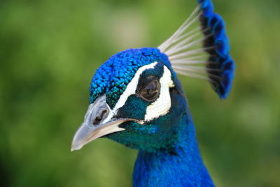 Close-up of peacock