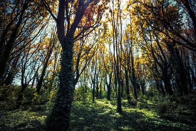 Trees in forest