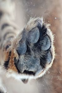 Close-up of a cheetah paw