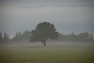 Tree on field against sky