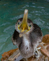 Close-up of duck swimming in water
