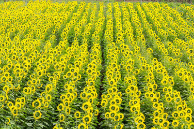 Scene of yellow sunflower field in summer time with good condition