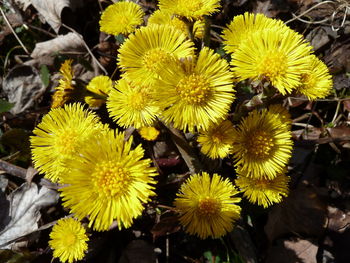 Close-up of yellow flowers