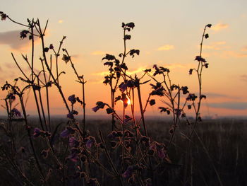 Close-up of flowers growing in field