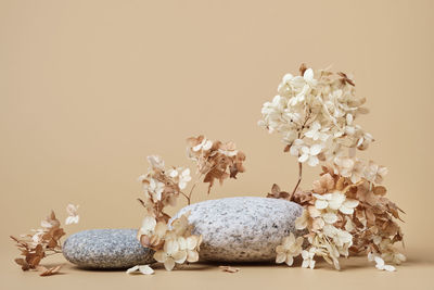 Close-up of white flowers on table