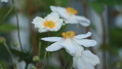 Close-up of white flowering plant