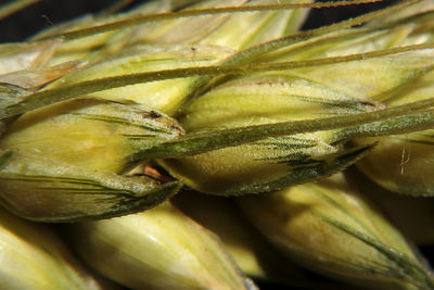 Close-up of plant