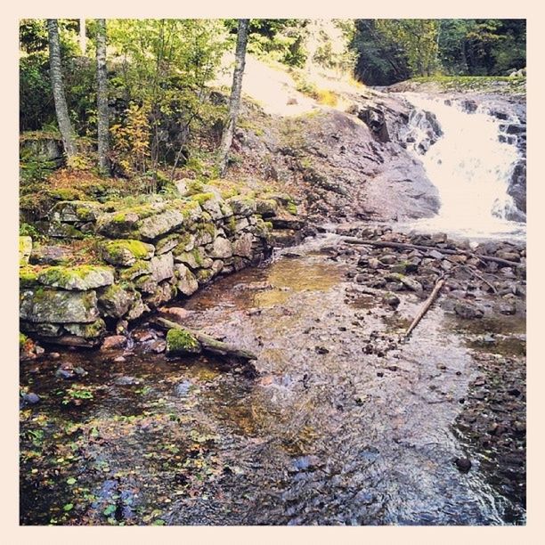 transfer print, auto post production filter, water, rock - object, stream, tree, nature, high angle view, flowing water, forest, plant, day, tranquility, outdoors, stone - object, no people, growth, river, flowing, stone