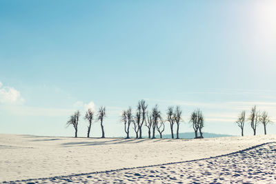 Trees on beach against sky during winter