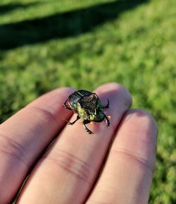 Close-up of beetle on hand