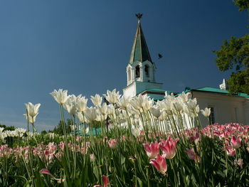 Flowering plants by building against sky