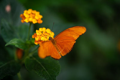 Close-up of butterfly pollinating on orange flower