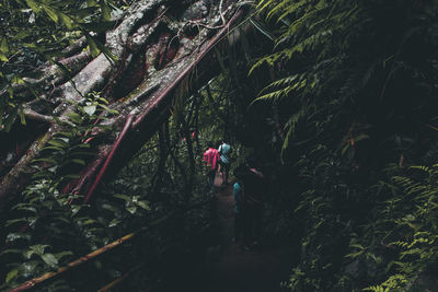 People walking on street amidst trees in forest