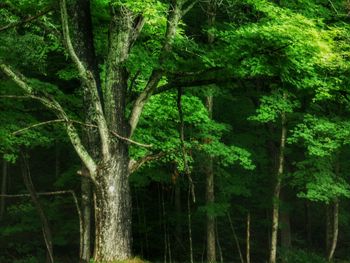 Trees in forest