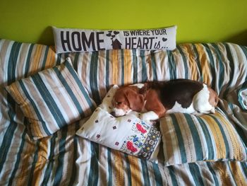 Text sleeping on bed